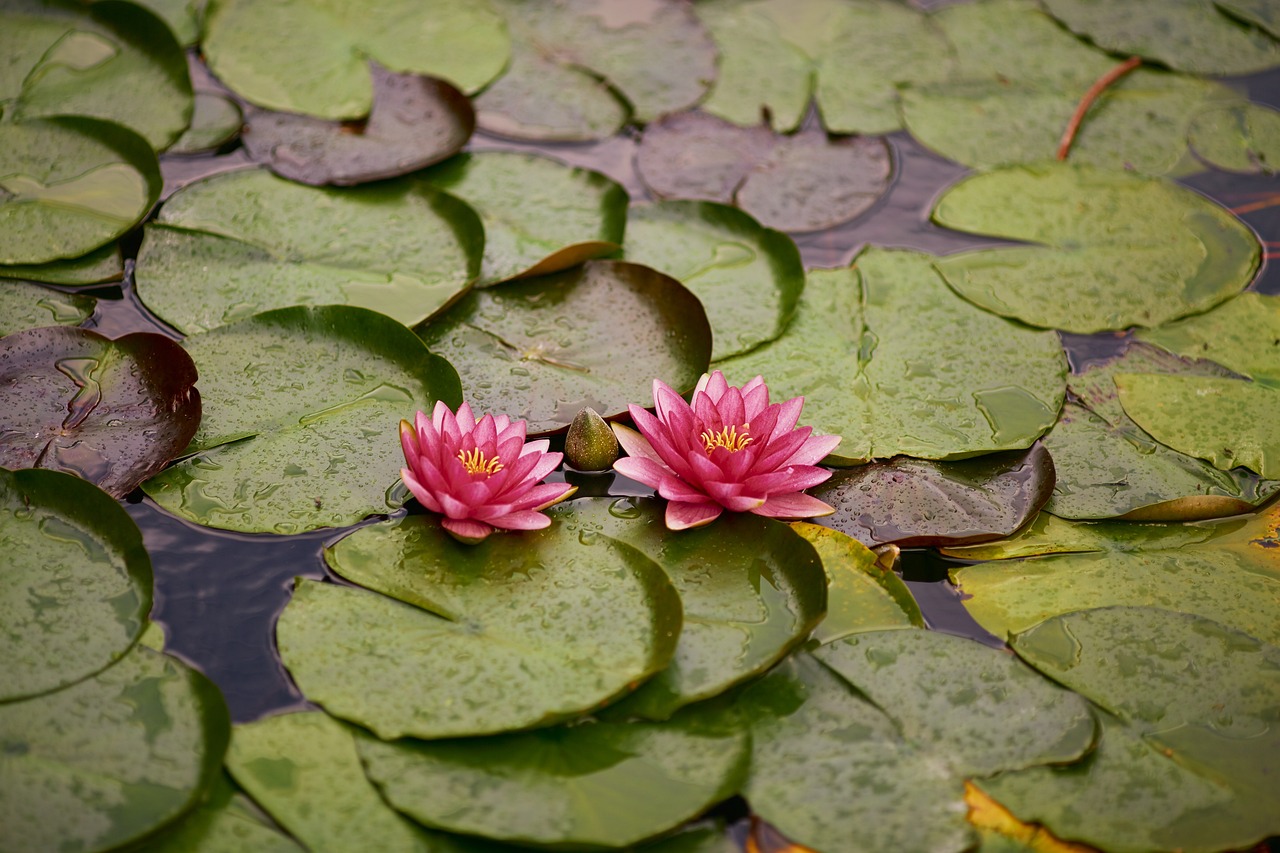 Could Urban Ponds Play a Role in Stormwater Management?